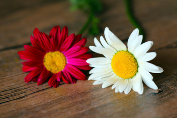 Obraz premium camomile