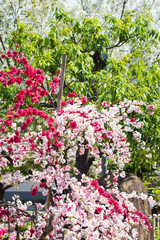京都 首途八幡宮 源平枝垂れ桃