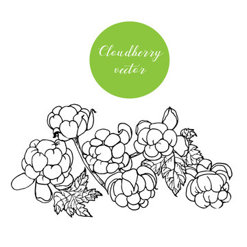 Hand drawn cloudberry stem in vector