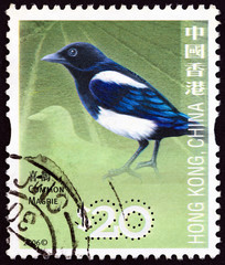 Common magpie, Pica pica (Hong Kong 2006)