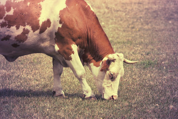 Grazing cow - farm animal
