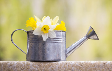 Springtime - Easter flower in a watering can in spring