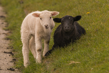 Obraz premium sheeps graze on the dike