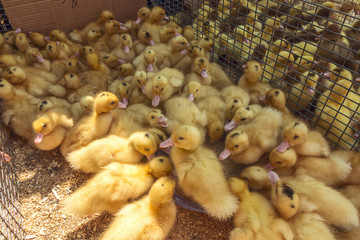 Little ducklings, chicks crowd gathered in the cage. Young ducks