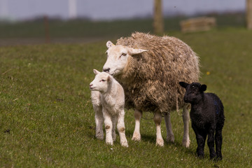 Fototapeta premium sheeps graze on the dike