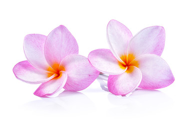 Fototapeta na wymiar frangipani flowers