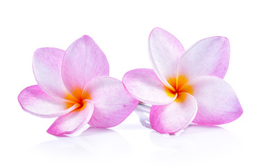 frangipani flowers