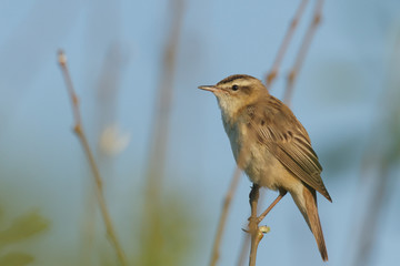 bird