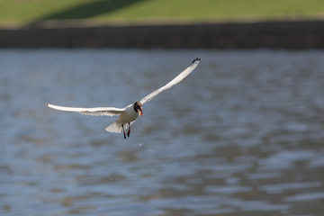 Fototapeta na wymiar hungry seagull in flight
