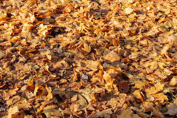 yellow autumn leaves