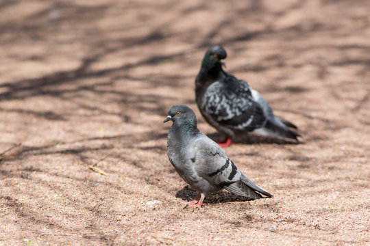 two pigeons on a sunny day