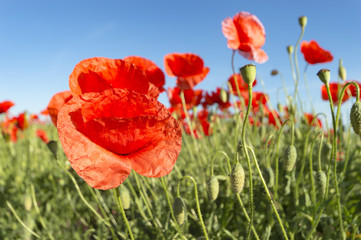 Obraz premium flowers
