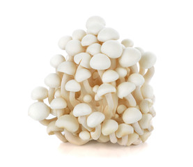 White beech mushrooms, Shimeji mushroom, Edible mushroom isolate