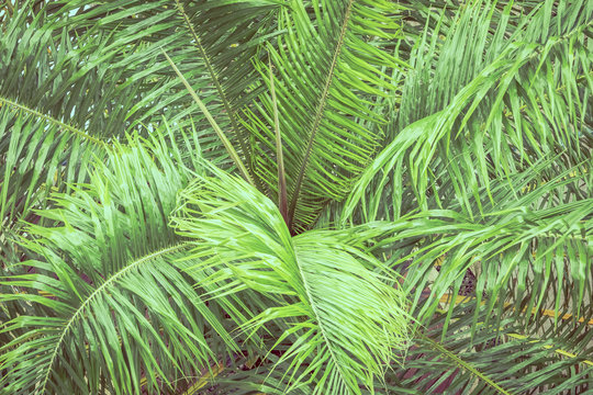 Palm leaf for background