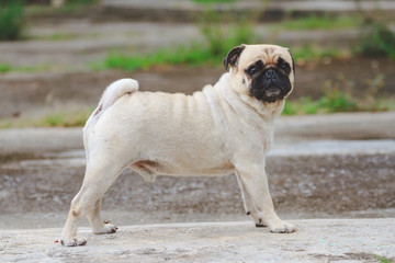 Obraz premium Pug Dog