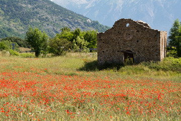 poppy field in Provence , France