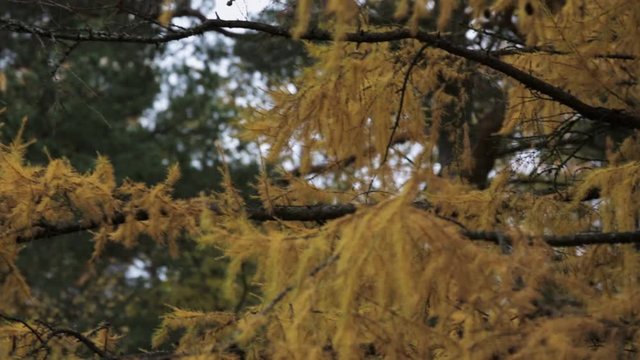 View of coniferous tree with yellow leaf in autumn day. Park. Green trees. Nature