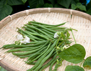 採りたてのインゲン豆　