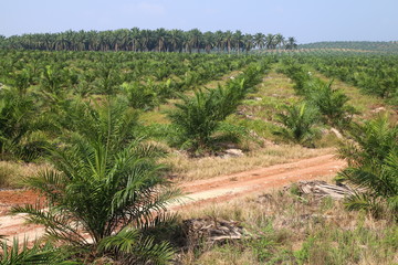 Landscape of oil palm trees