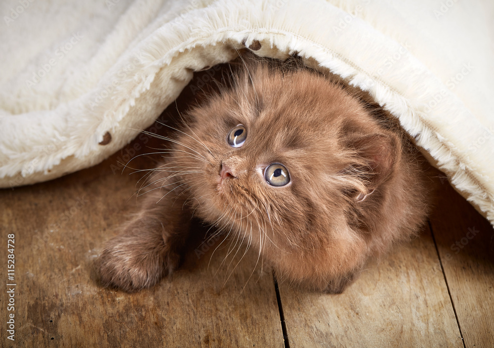 Wall mural brown british longhair kitten