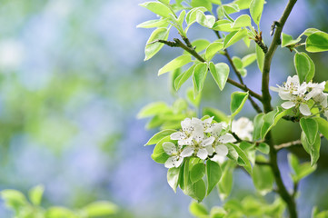 Closeup Spring Blossoming Tree