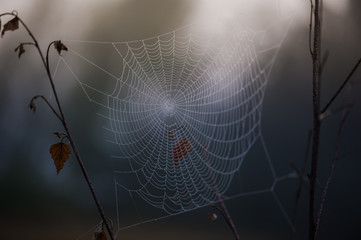 structure and pattern that will make the spider web in the morning in the mountains in the national park