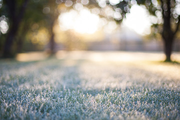 Frosted grass on a blurry bokeh sunrise backdrop - Powered by Adobe