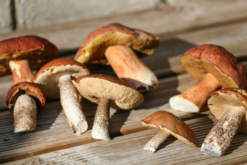 Mushrooms picked from the forest