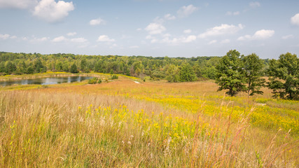 Blooming Goldenrod (solidago spp.) at the Outwash Overlook, in Indian Springs Metropark, near Clarkston, Michigan.