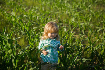 small boy in green field of corn or maize