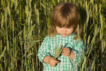 small boy in green field of spikelets grass