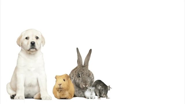 dog, rabbit, hamster, guinea pig and rat on a white background