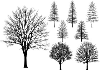 bare tree.
Vector trees isolated on a white background.