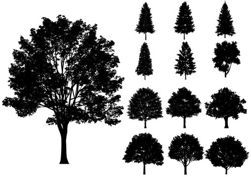 Vector trees isolated on a white background.