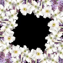 Fototapeta na wymiar The branch of a lilac and white narcissus. Isolated 