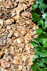 fallen and green leaves of ivy plant