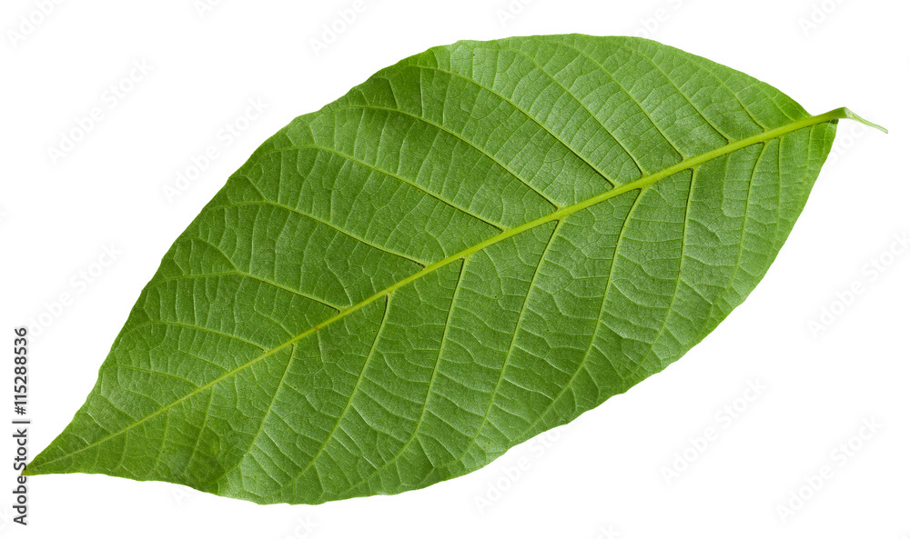 Canvas Prints back side of green leaf of common walnut tree