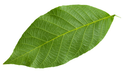 Fototapeta na wymiar back side of green leaf of Common Walnut tree