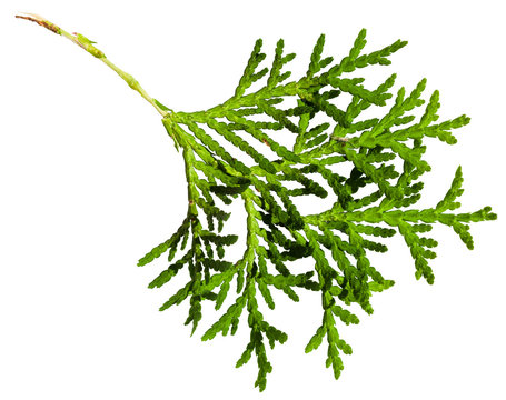 green twig of thuja orientalis plant isolated