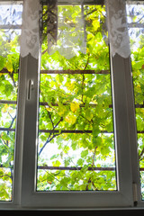 view of vineyard through window glass