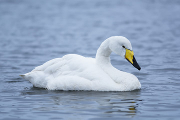 White goose in Iceland