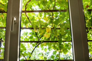 view of green vineyard through home window
