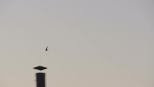 Swallows Flying at Sunset in residential complex