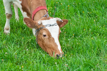 Cow grazing