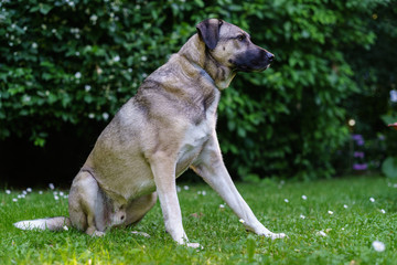 Naklejka premium Straßenhund (Mischling) im Gras sitzend