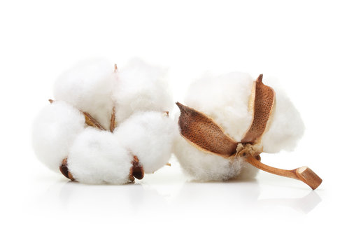 Cotton plant flower isolated 