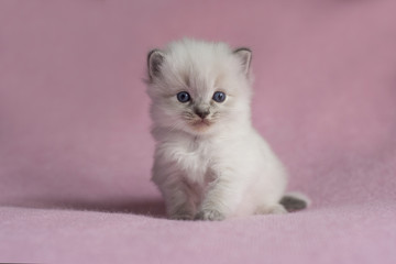 Fototapeta premium Ragdoll Kitten on pink background