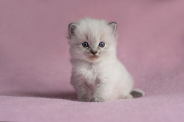 Fototapeta na wymiar Ragdoll Kitten on pink background