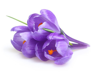 Naklejka premium Spring flowers crocus isolated