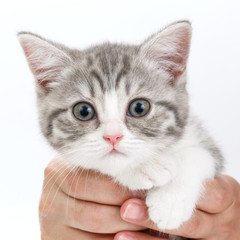 Gray kitten sitting on his hands and looks directly. Portrait of